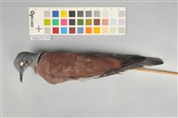 藏品(紅鳩)的圖片